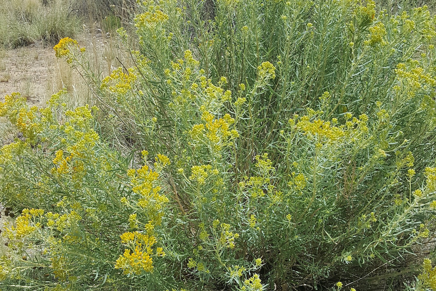 Tall green stems with abundant green narrow leaves and sparse yellow flowerheads.