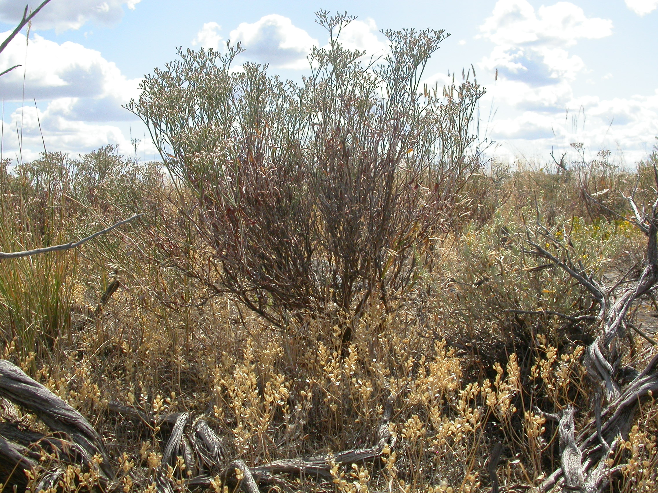 Growth habit of Eriogonum microthecum, slender buckwheat in brushland habitat
