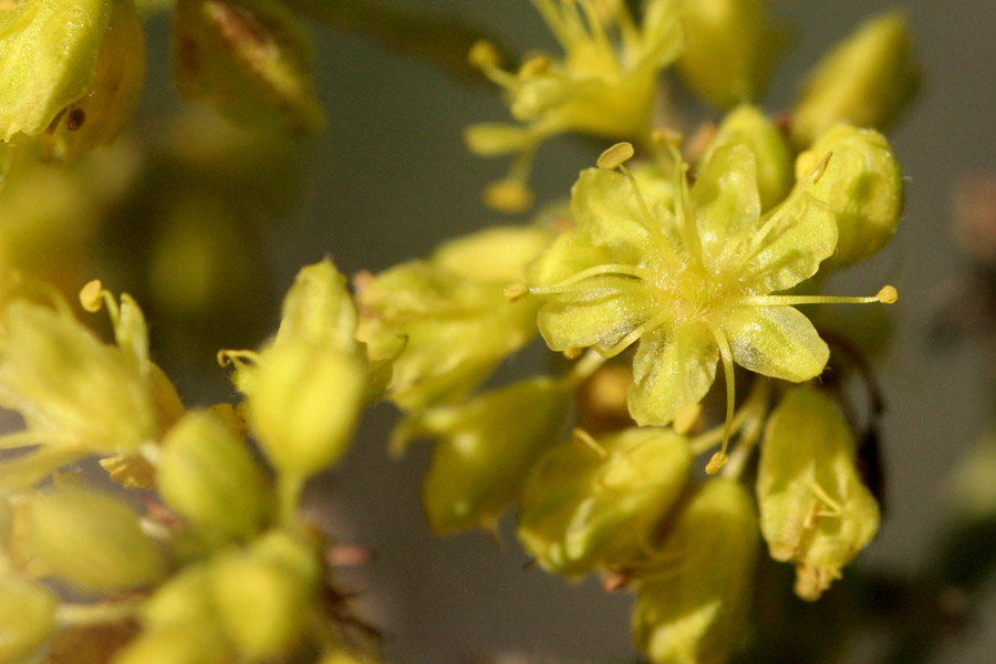 closeup of yellow flowers of plant
