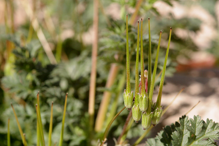 Seeds tipped with elongated tails that aid in dispersal