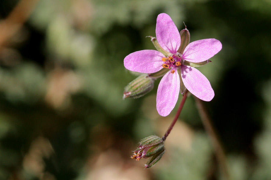 Pink, five-petalled flower