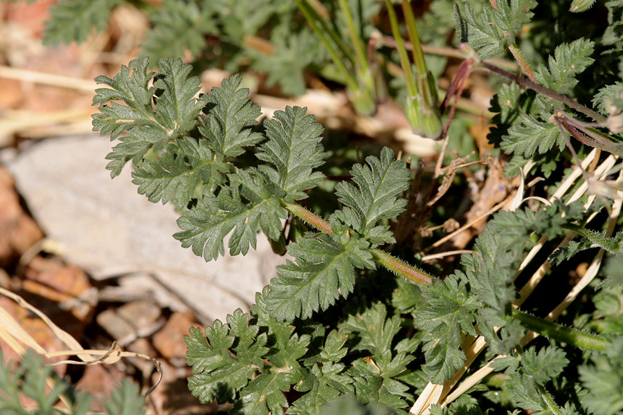 Finely divided foliage