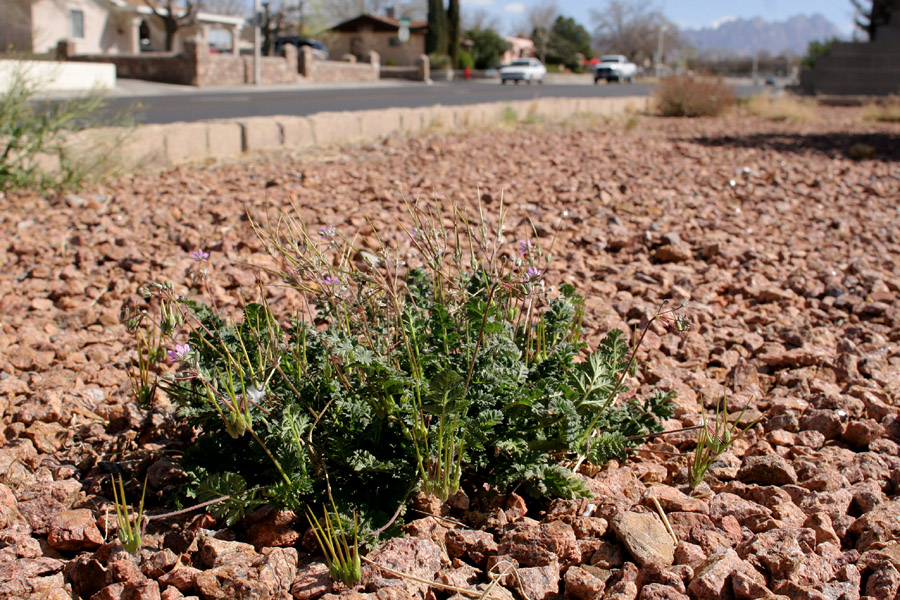 Low, spreading growth habit on rocky, dry soil