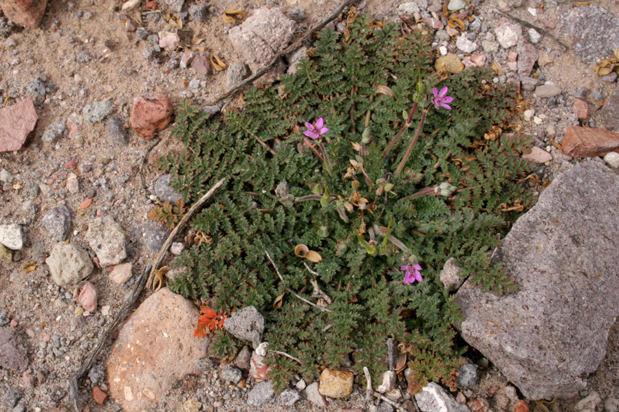 Growth habit showing basal rosette of foliage along with small pink flowers