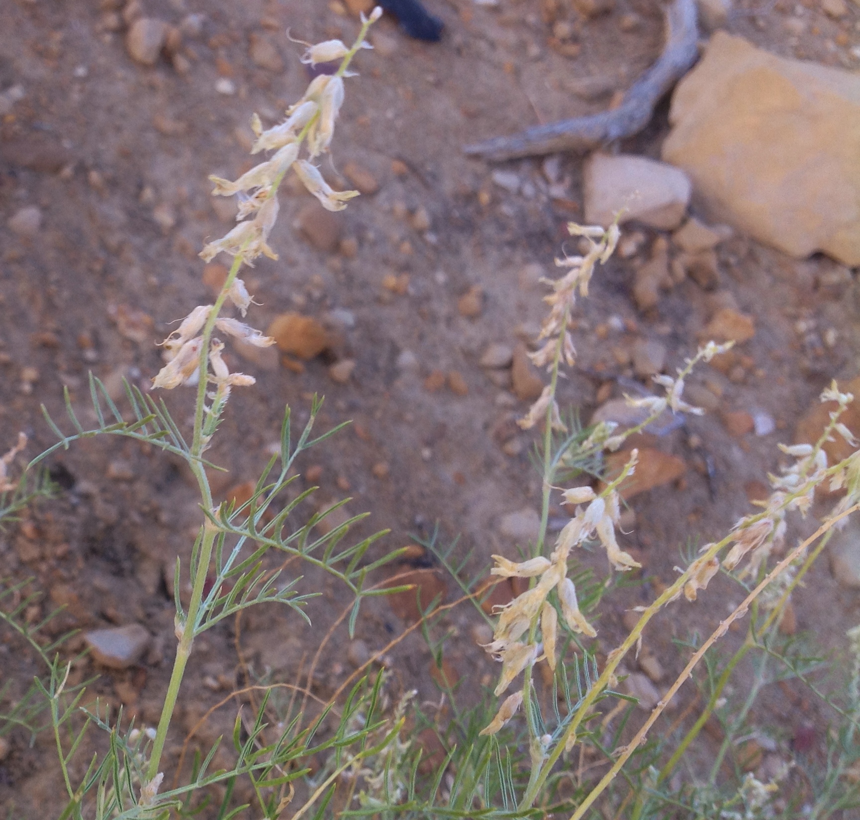 Buff-colored dunebroom flowers and pinnate leaves with threadlike leaflets