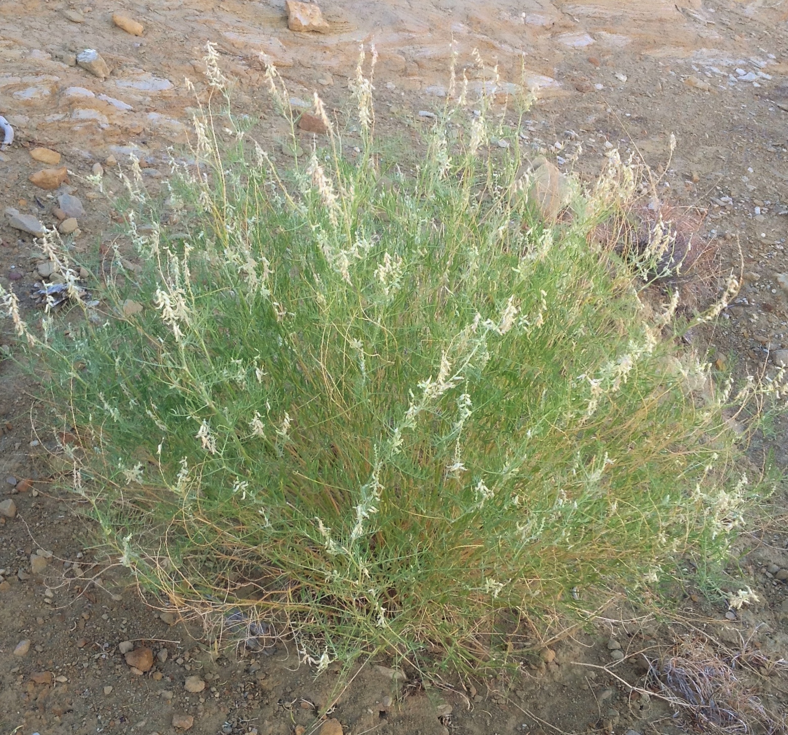 Bushy growth habit with foliage and buff-colored flowers