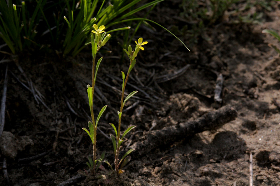 Growth habit: small plants with single stem, sparse foliage, and small yellow flowers in a terminal cluster