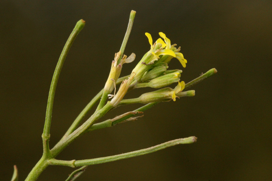 Terminal flower cluster showing flowers that have turned into long, needlelike seed pods