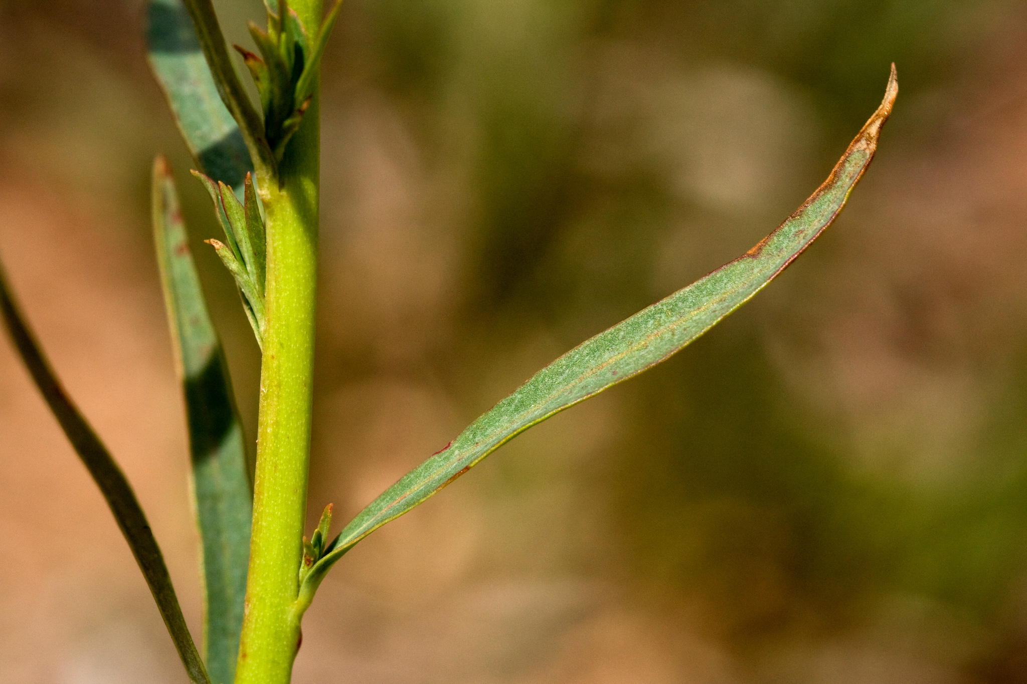 Long narrow leaves