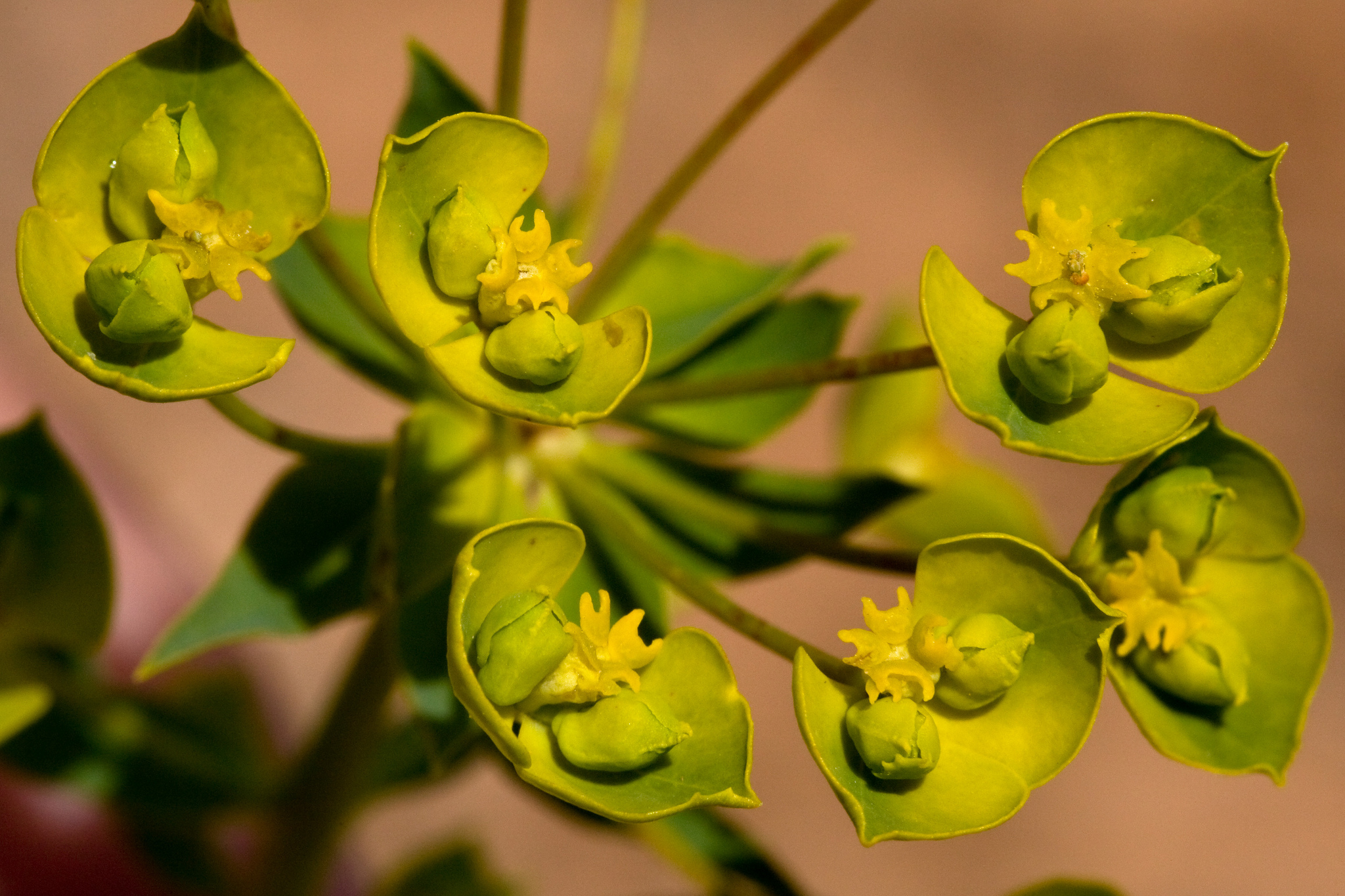 Small yellow flowers with fan-shaped bracts surrounding them