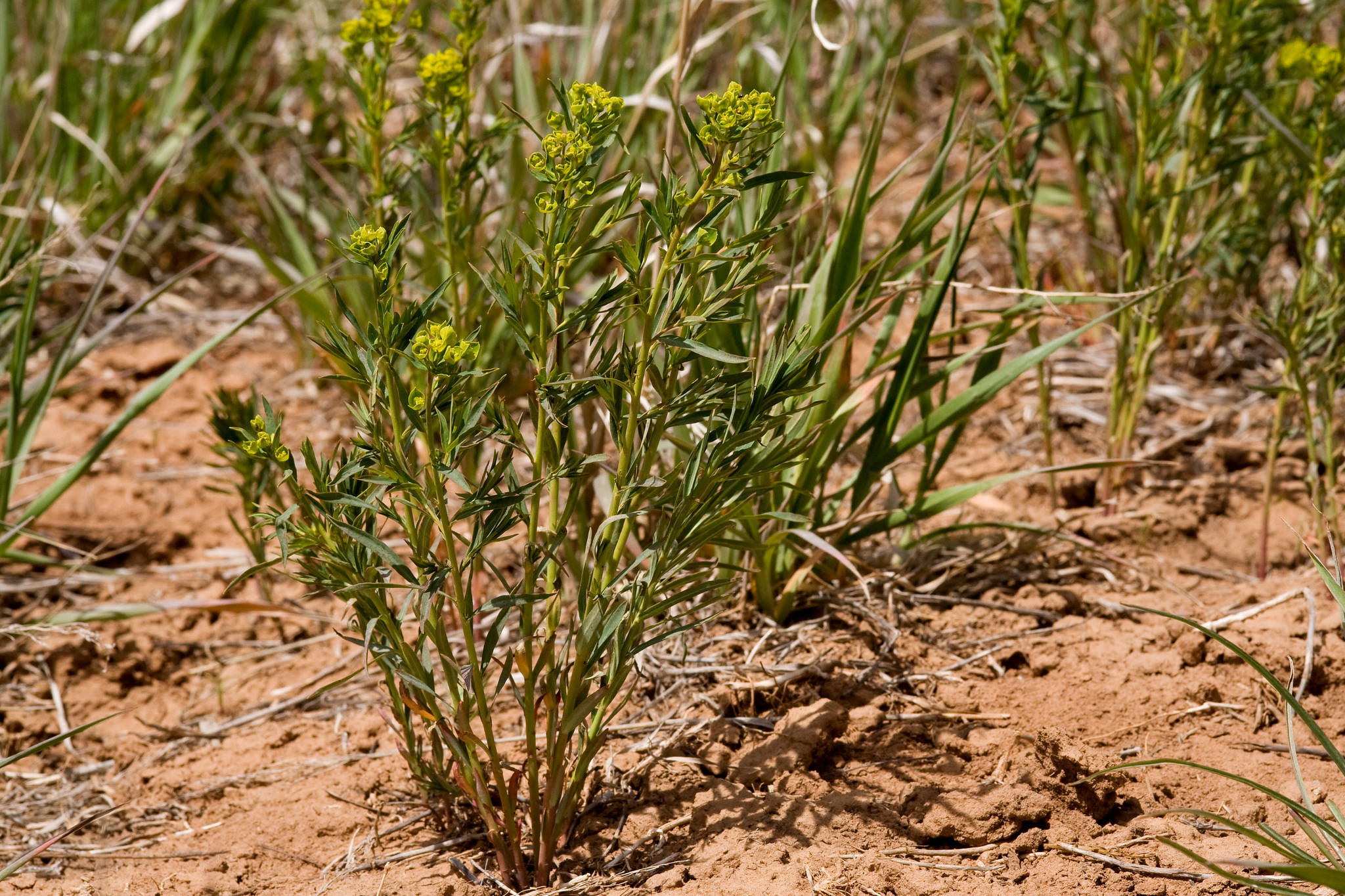 Growth habit showing multiple stems