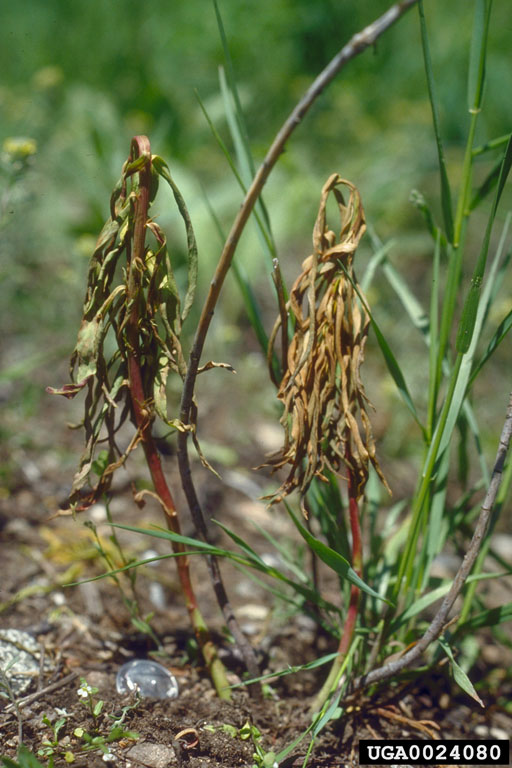 Small plants with red stems and dry, drooping leaves