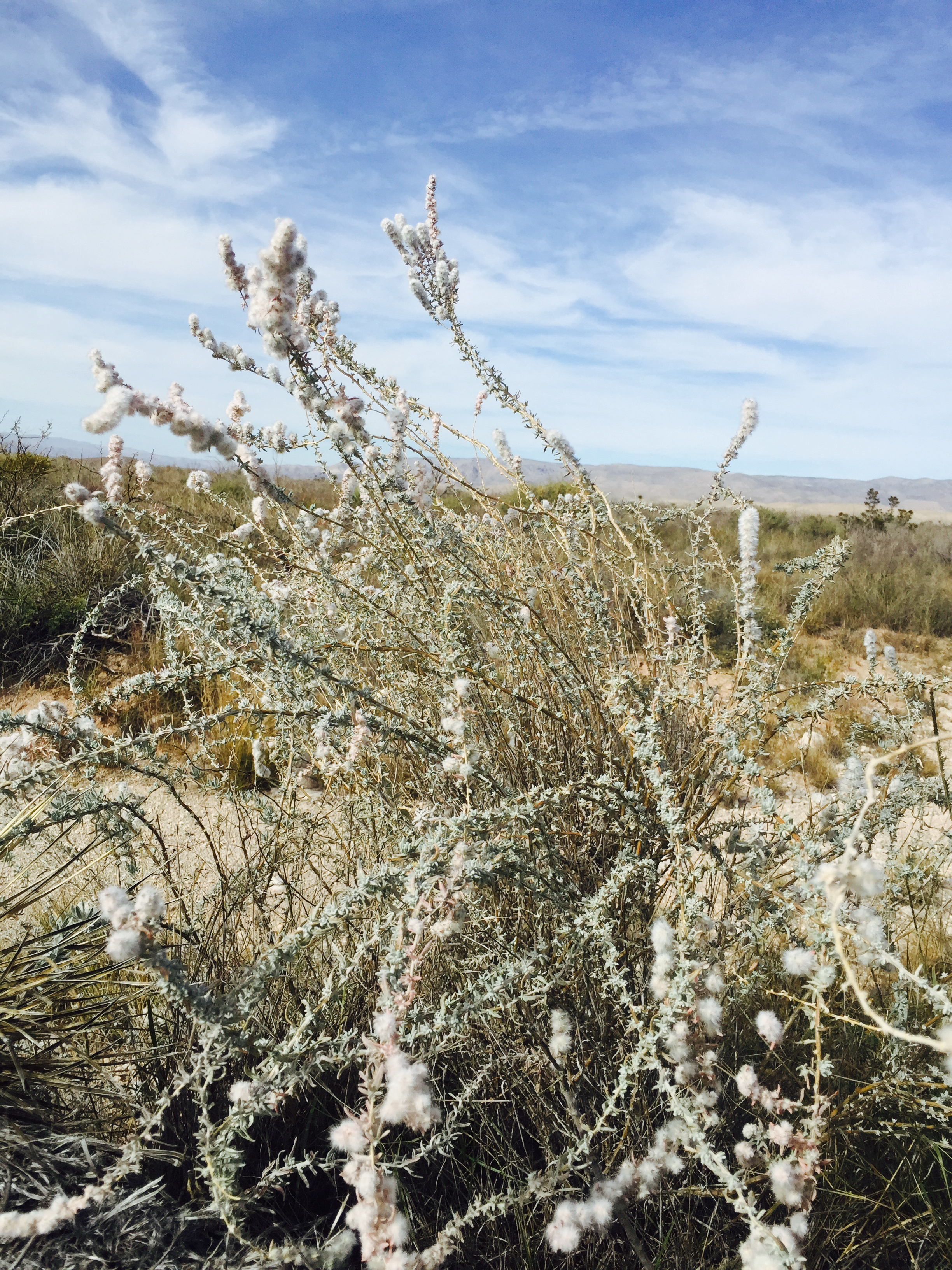 Brushy growth habit with woody base and new annual branchlets reaching up