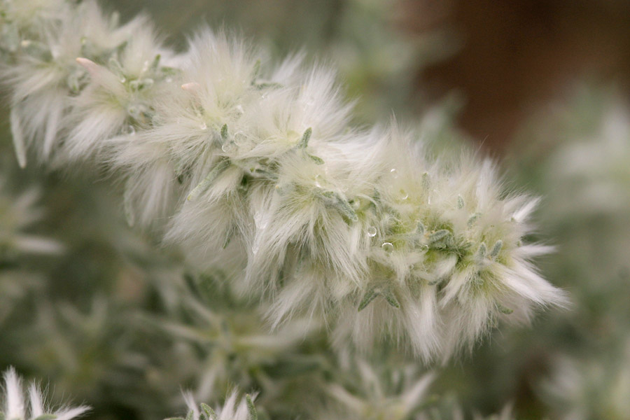 Wooly white pistillate (female) inflorescence on the end of a twig