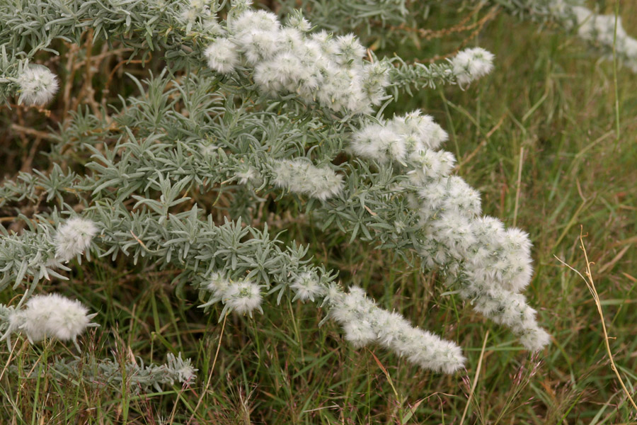 Bowed stems with foliage on the lower parts. Inflorescences of white, wooly female flowers adorn the ends of the stems