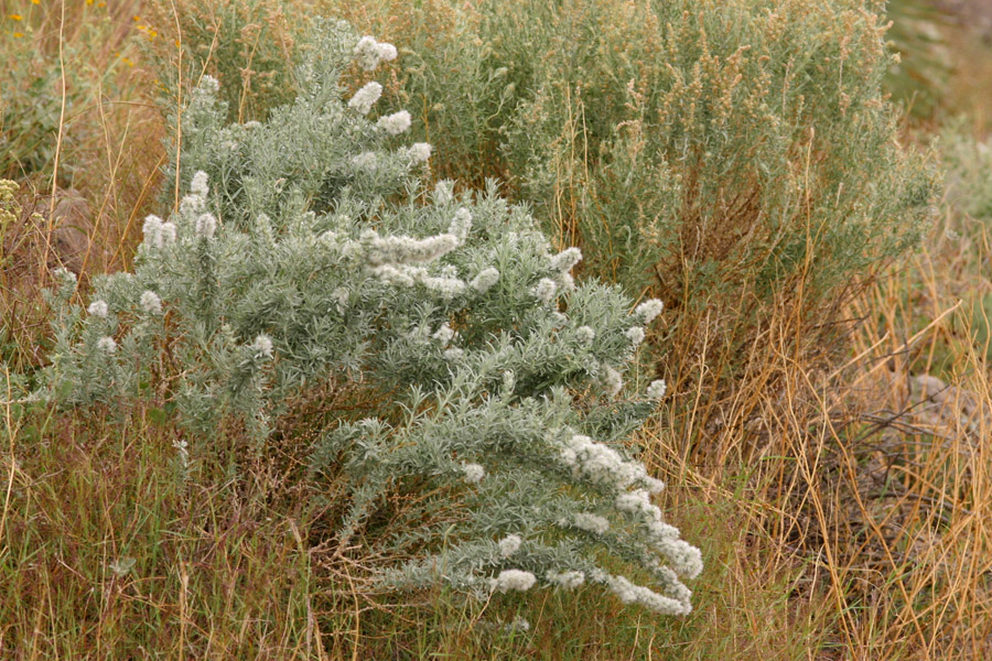 Bowed stems with foliage on the lower parts. Inflorescences of white, wooly female flowers adorn the ends of the stems