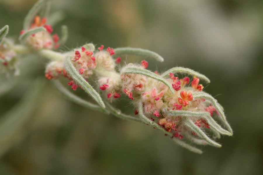 The staminate (male) flowers, which are pink-orange