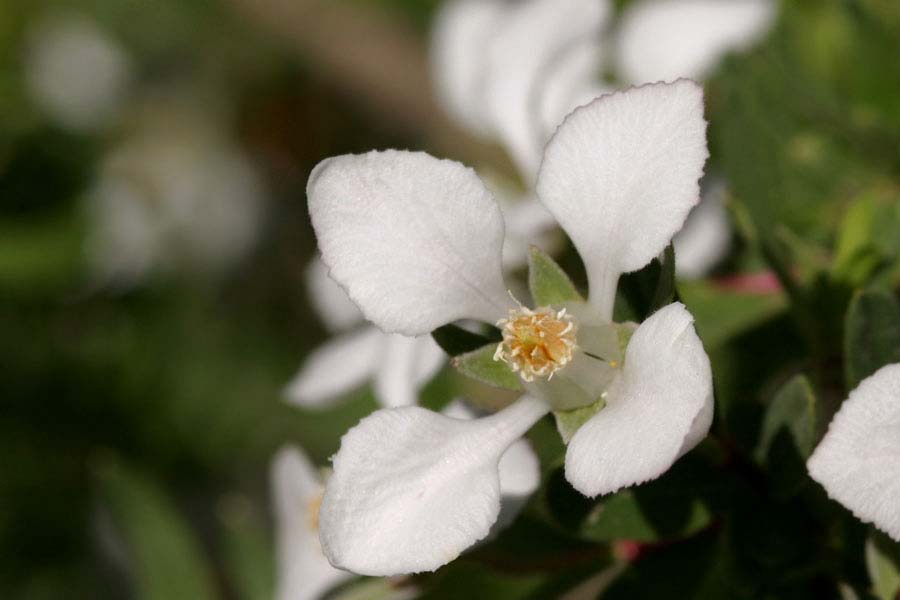 White blossom displaying its cross-like shape with four distinct and separate petals