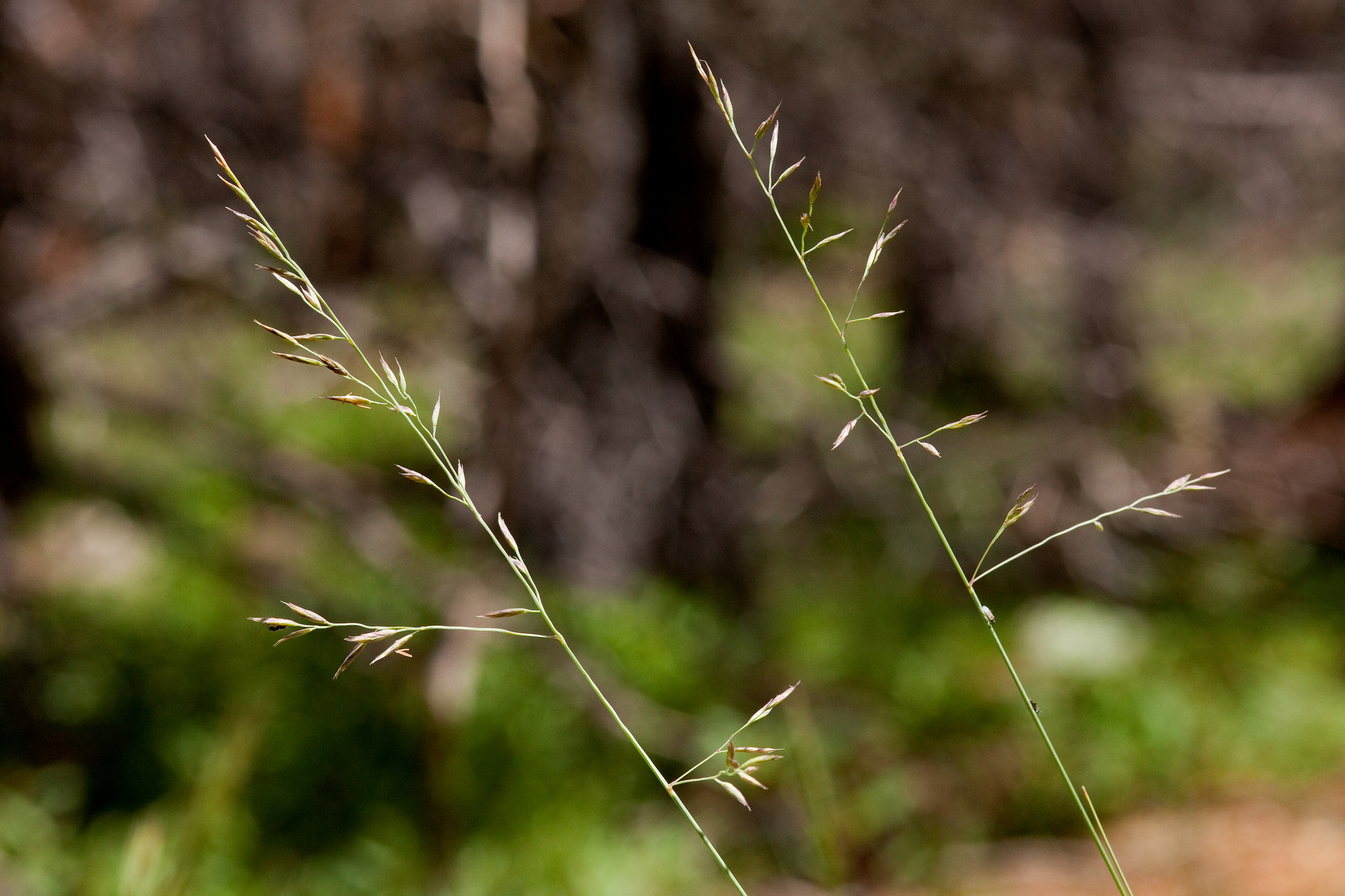 Delicately branched panicles