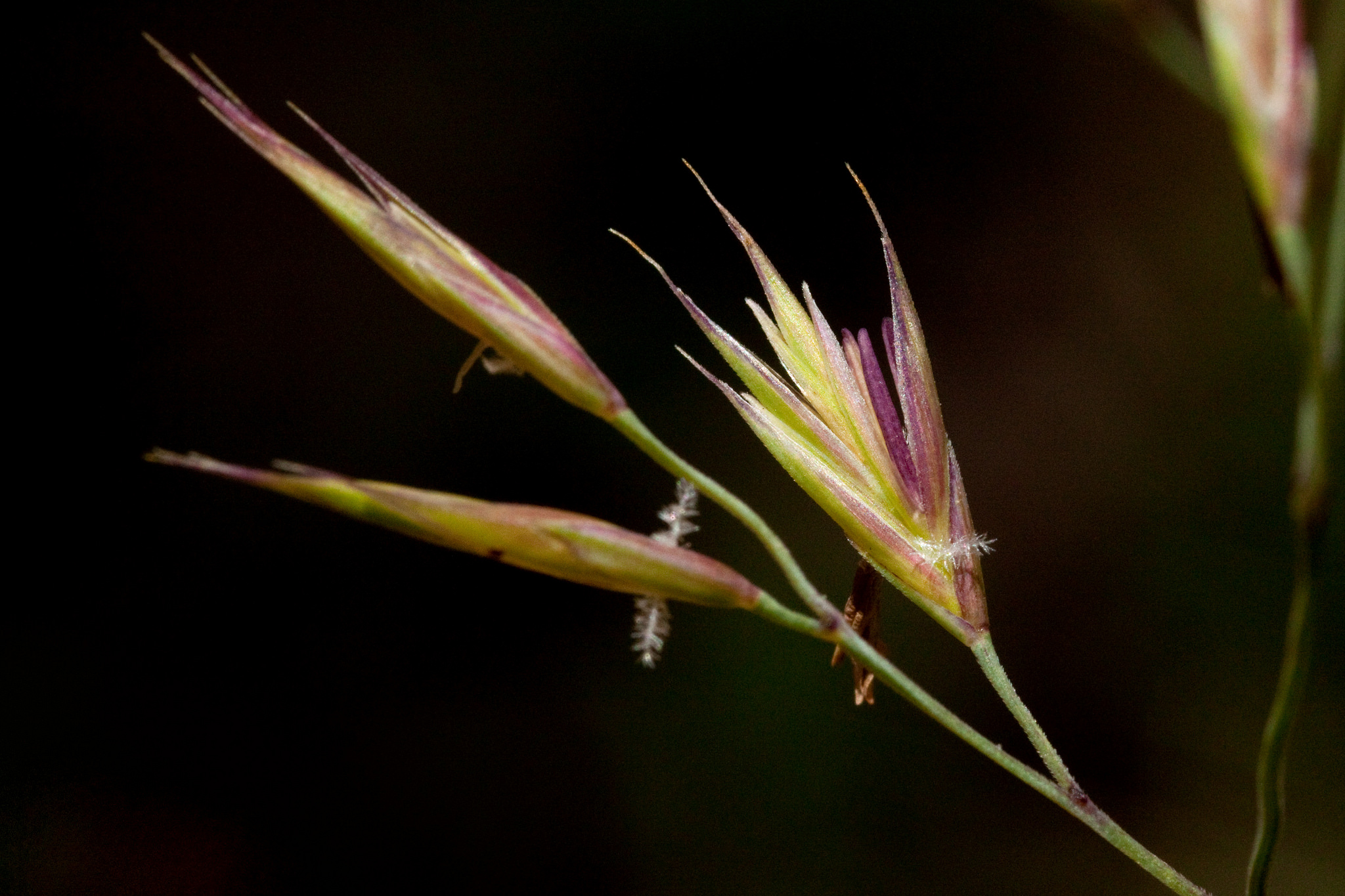 Close-up of florets, showing the purplish glumes (protective scales)