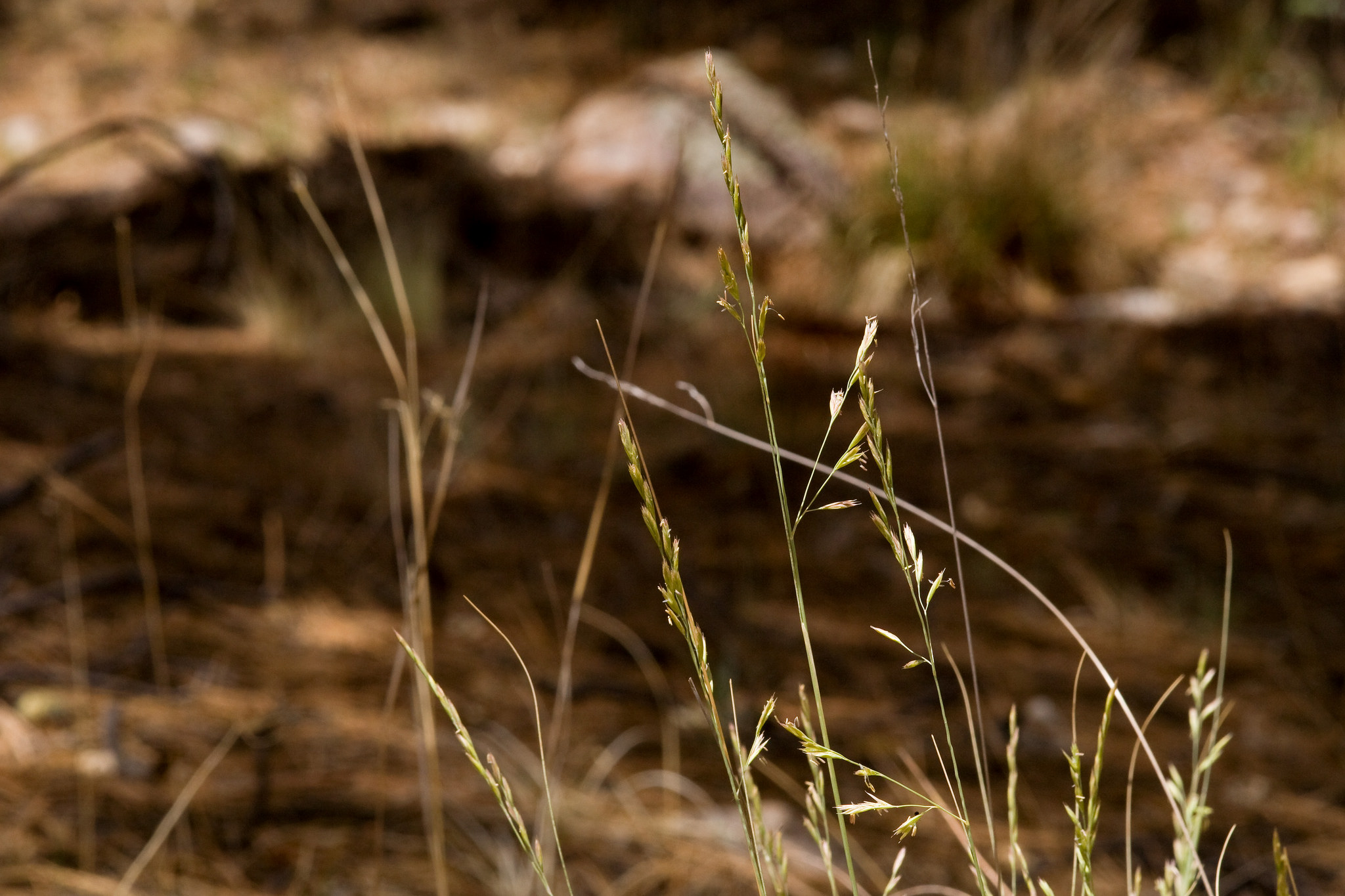 Stem and seedhead structure