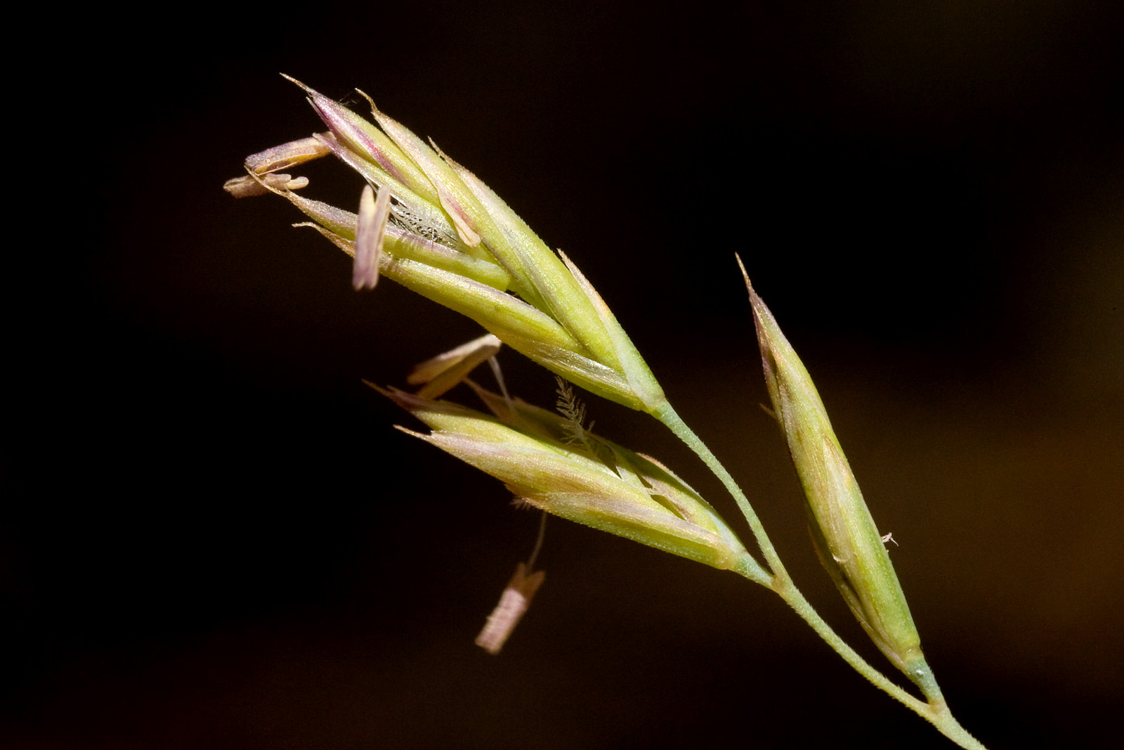 Florets with chaff