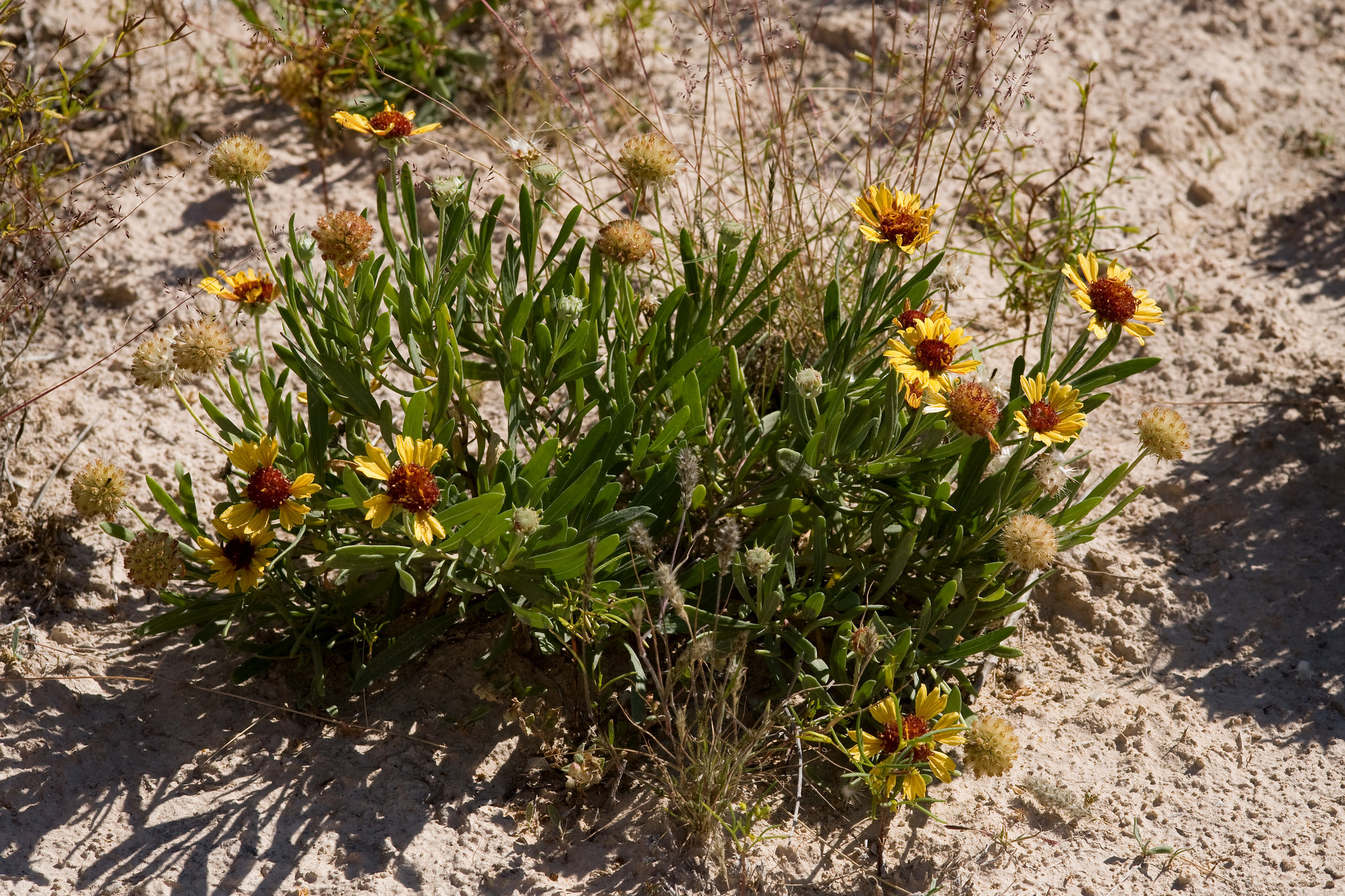 Low-growing habit showing arrangement of flowers on stems