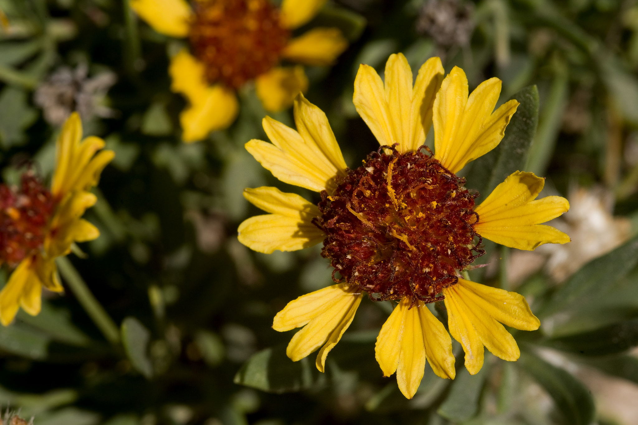 Another example of the way the flowers may look, this time with tridentate petals in plain yellow with a dark crimson floral center