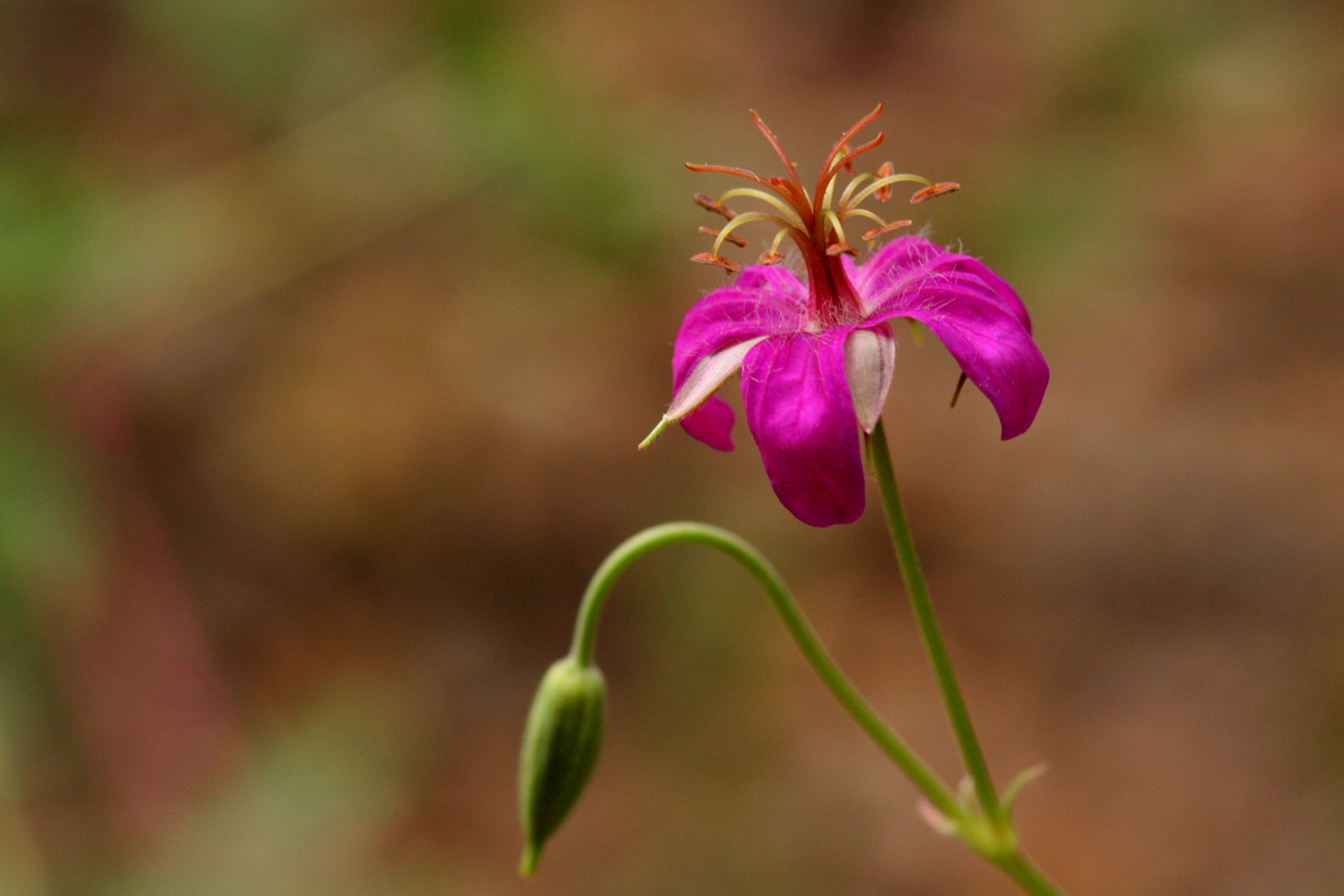 Bright pink flower and new bud of Geranium caespitosum