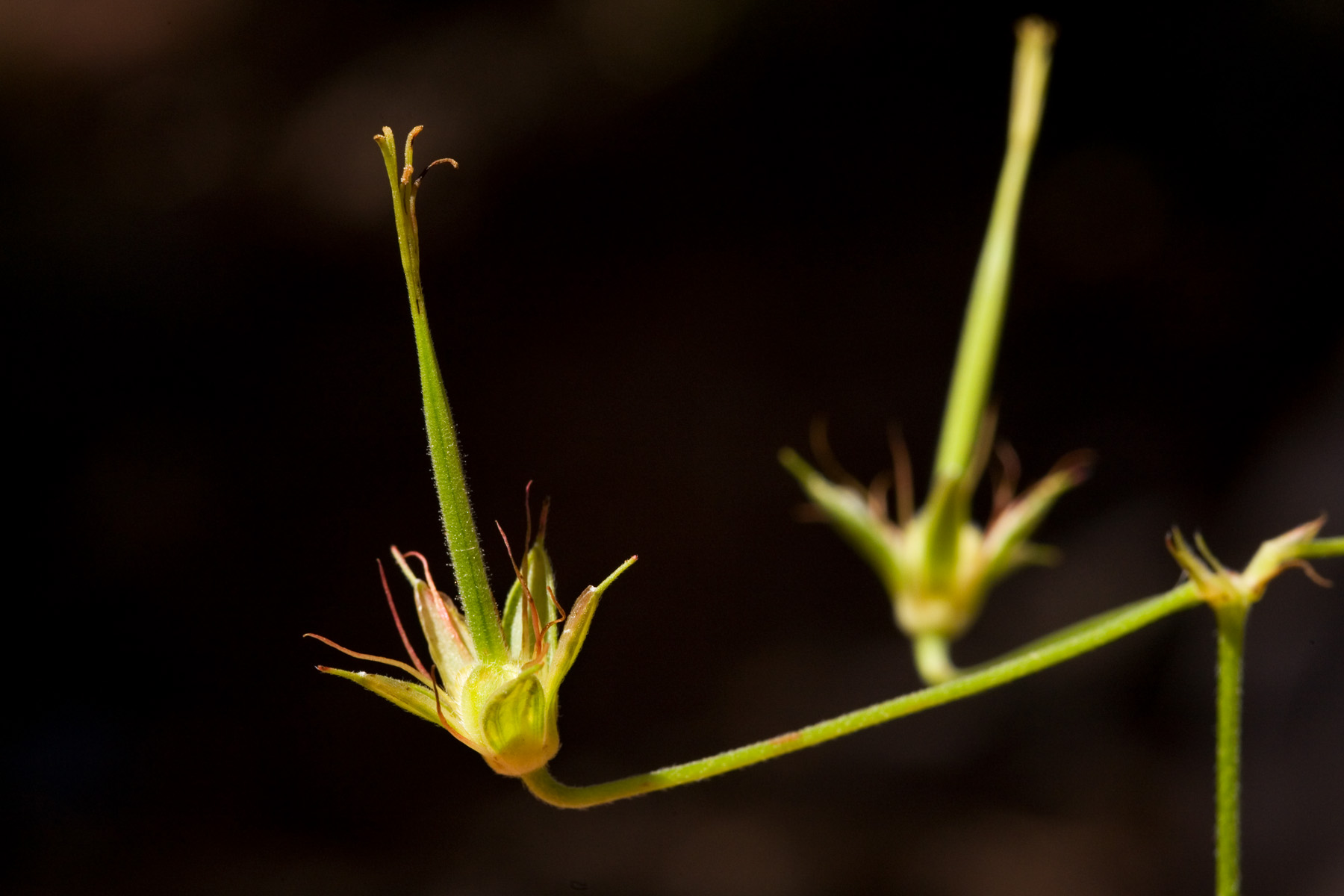 Fruit capsules of Geranium caespitosum that remain after flowers have finished blooming
