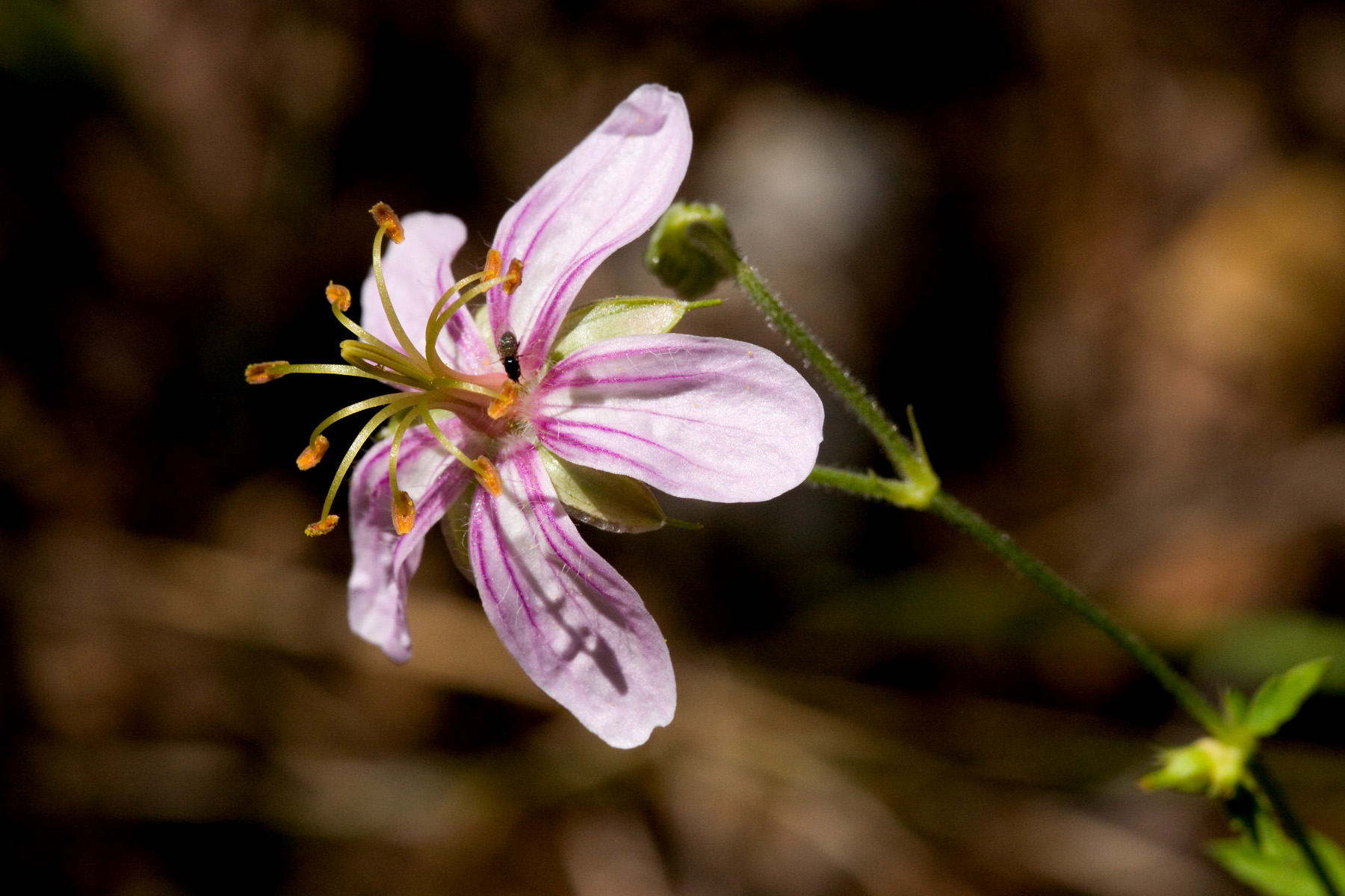 Light pink flower of Geranium caespitosum with five petals, characteristic of geraniums