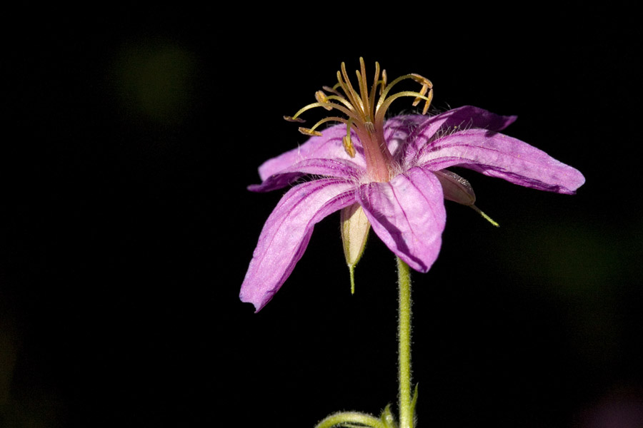 Side view of pink Geranium caespitosum blossom