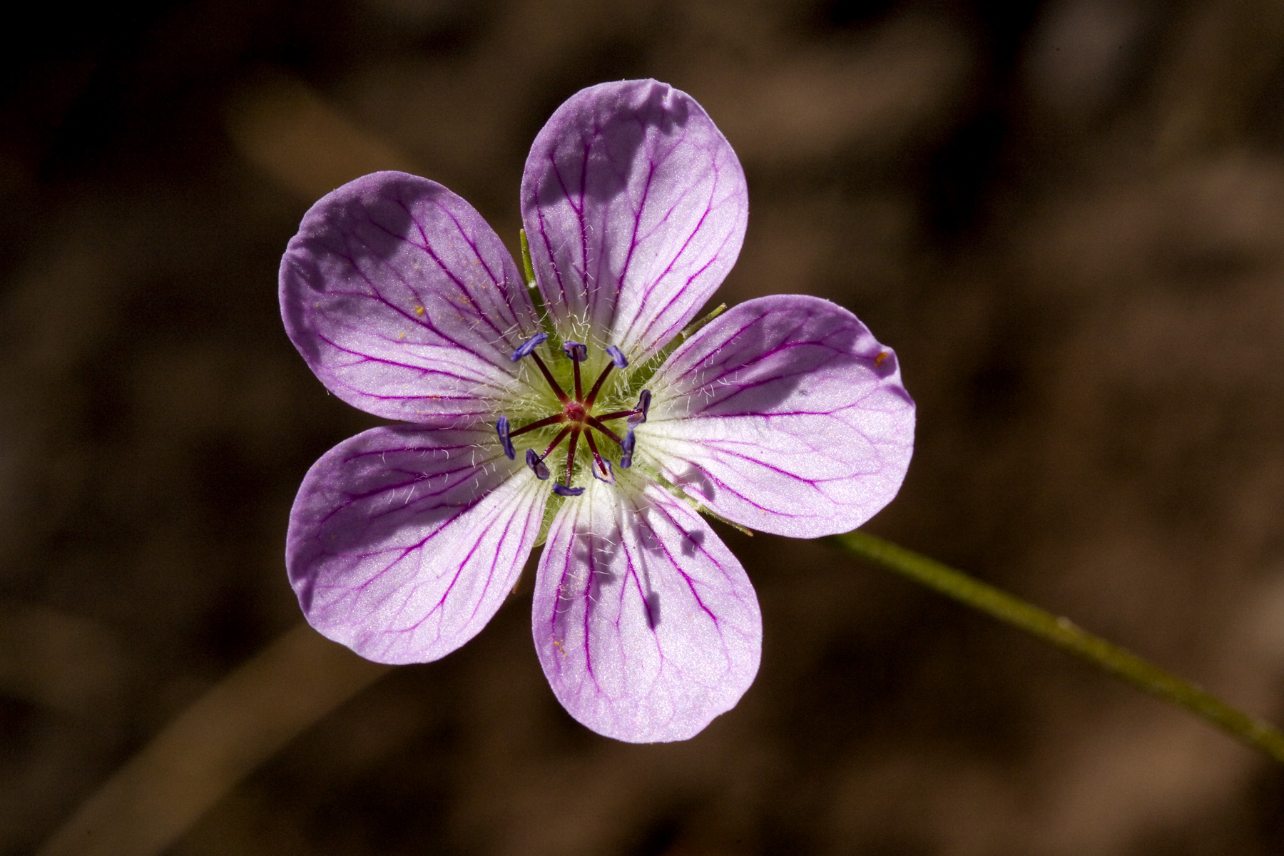 Rounded pink petals with darker pink veins on Geranieum richardsonii.