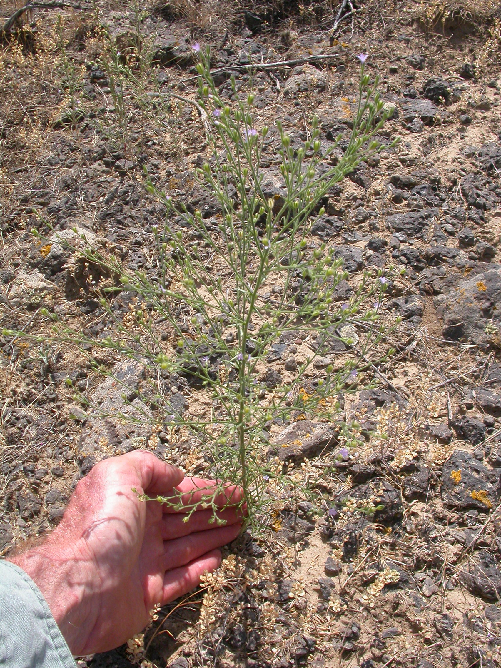 Growth habit of Gilia inconspicua