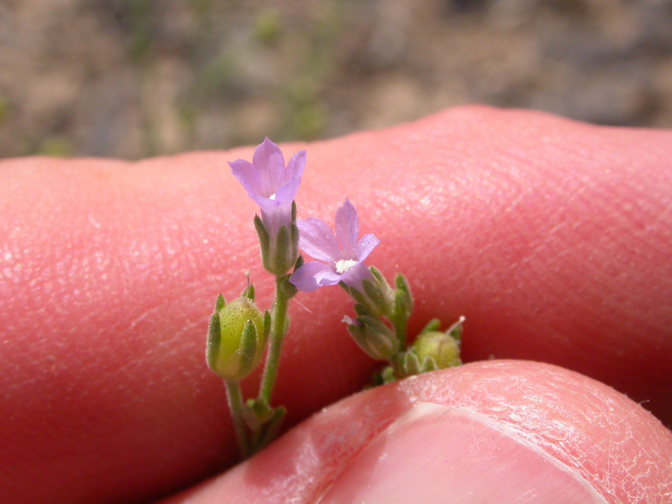 Tiny lavender flowers of Gilia inconspicua