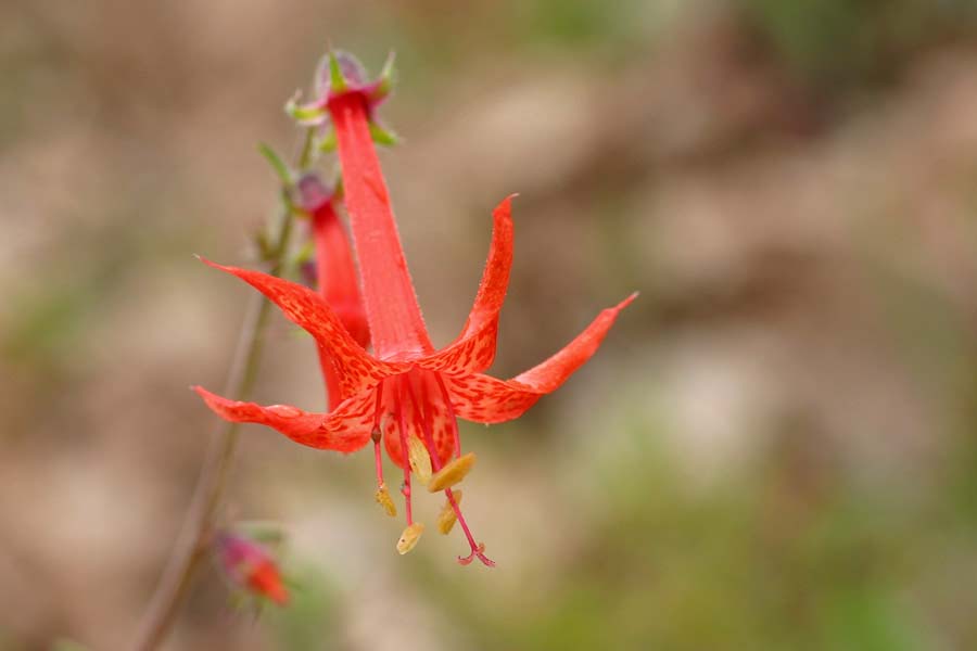 Scarlet flowers of Ipomopsis aggregata with pointed petals