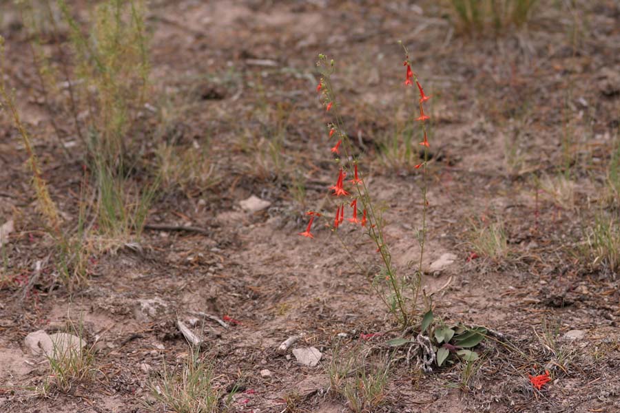 Growth habit of Ipomopsis aggregata