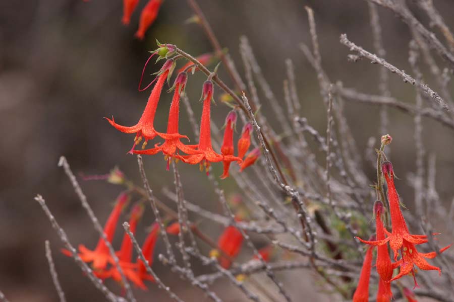 Dangling crimson flowers of Ipomopsis aggregata, otherwise known as Gilia aggregata