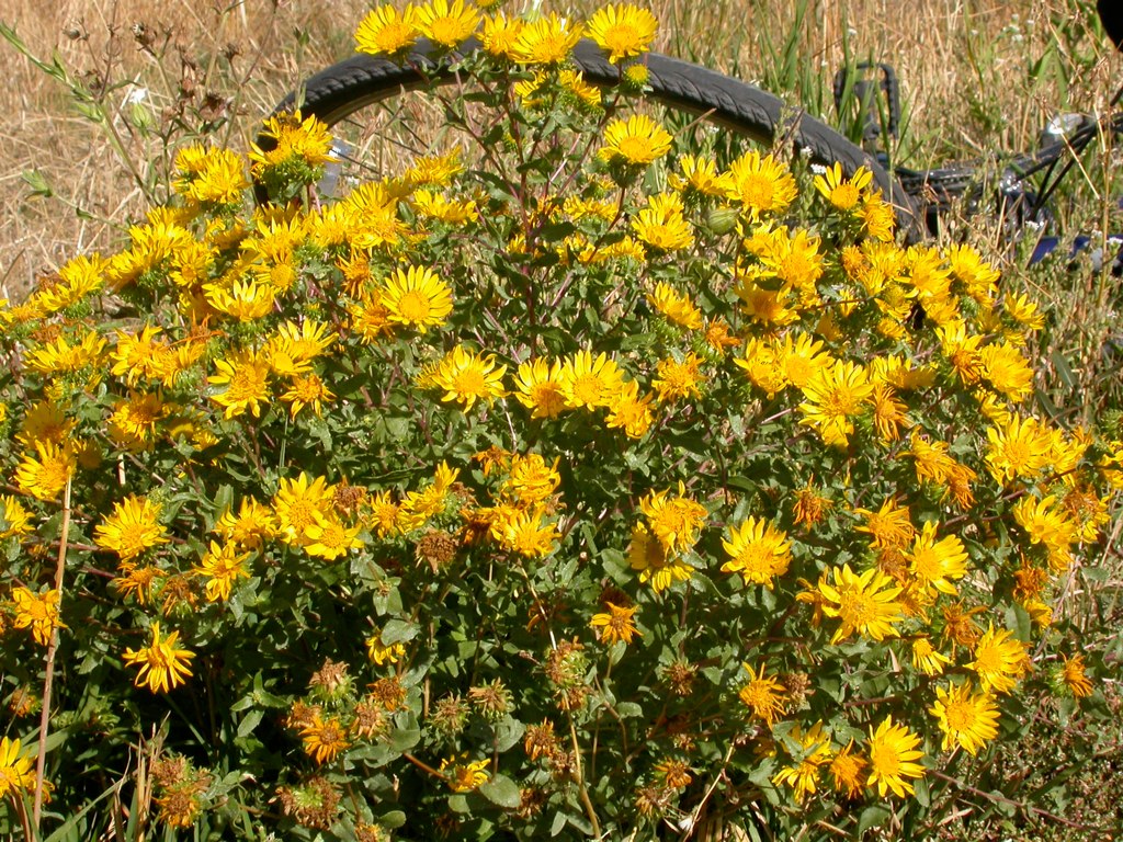 Growth habit, showing low, bushy stature and numerous stems with yellow flowers