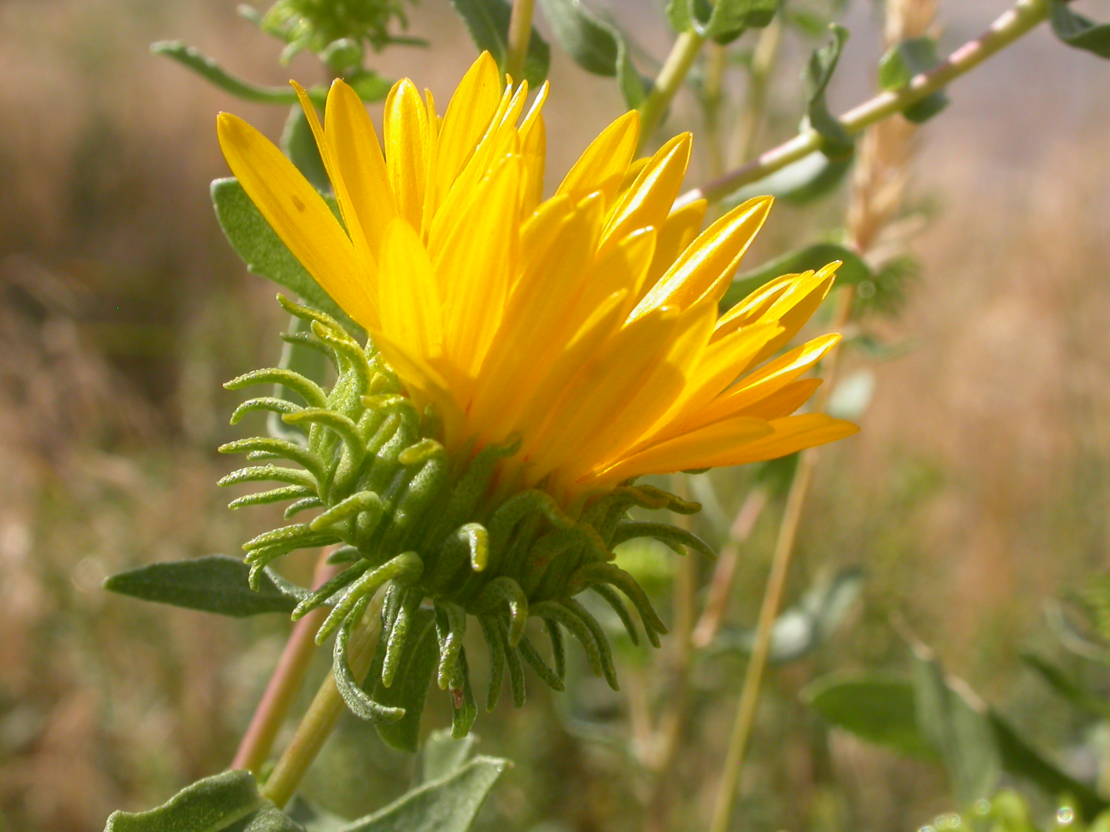 Side view of a flower, showing involucral bracts surrounding the entire base of the flower