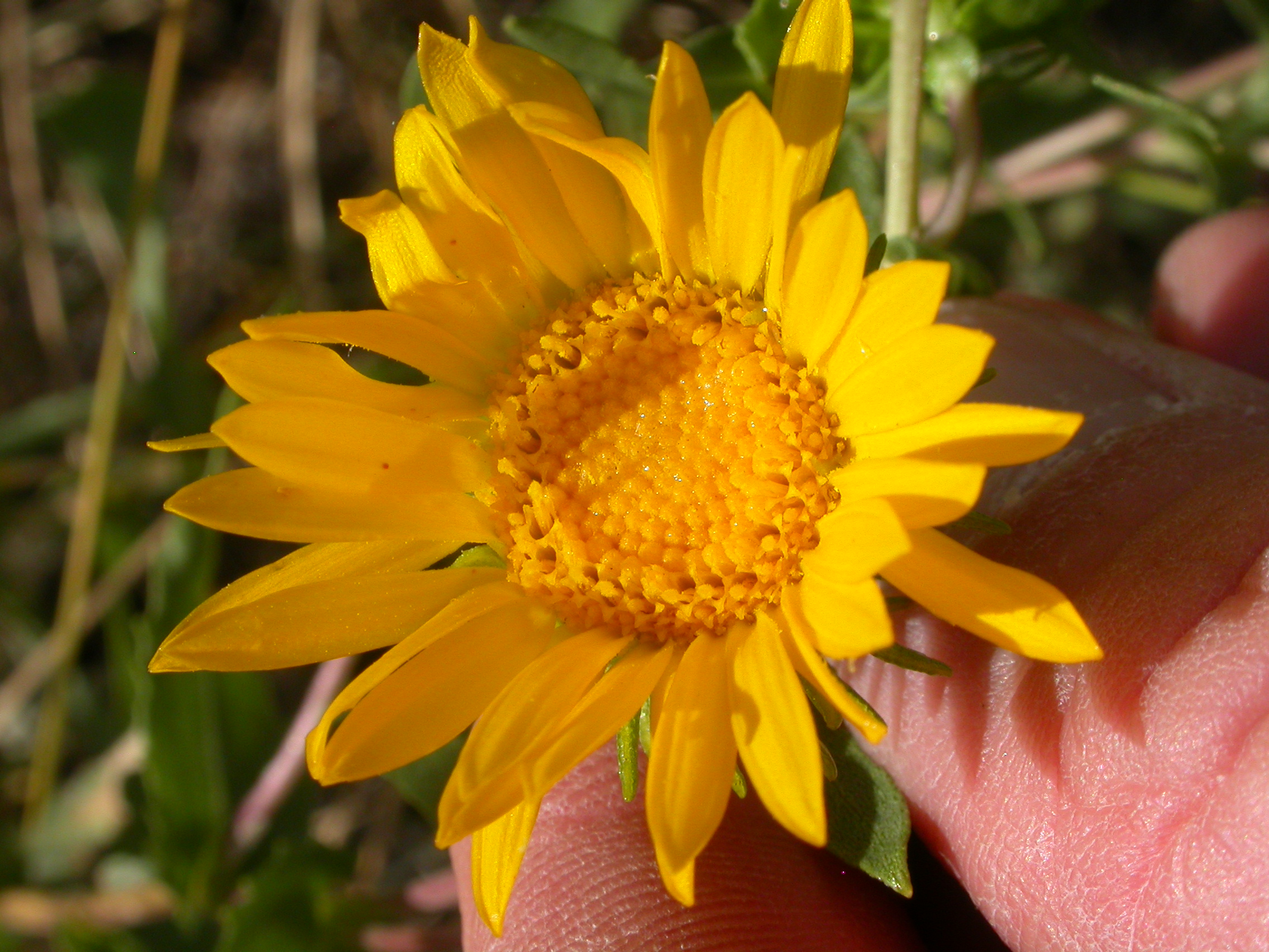 Flower with yellow rays and yellow disk flowers