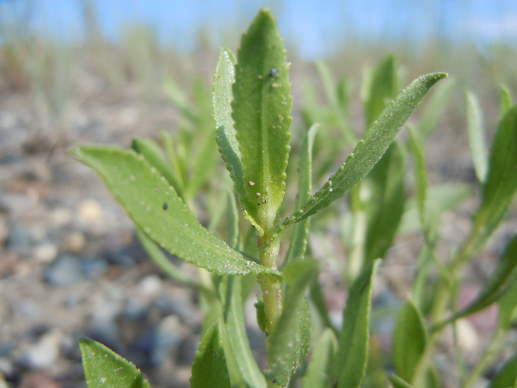 Foliage with slightly serrate leaf margins