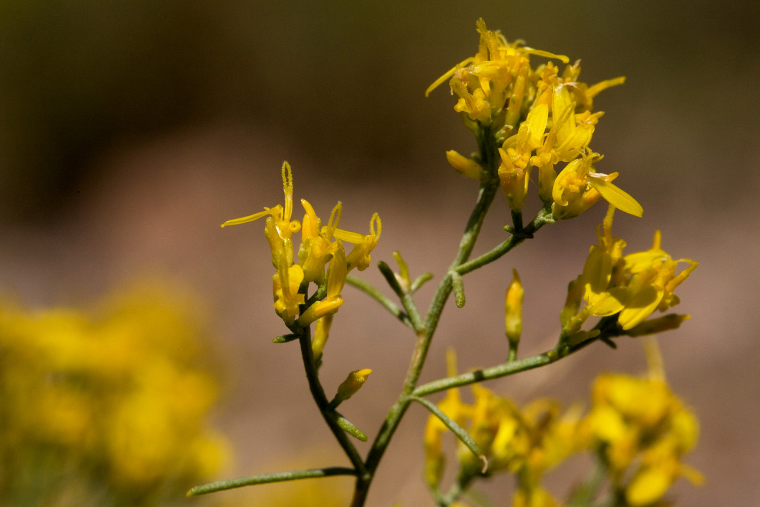 Flower cluster with multiple small branches