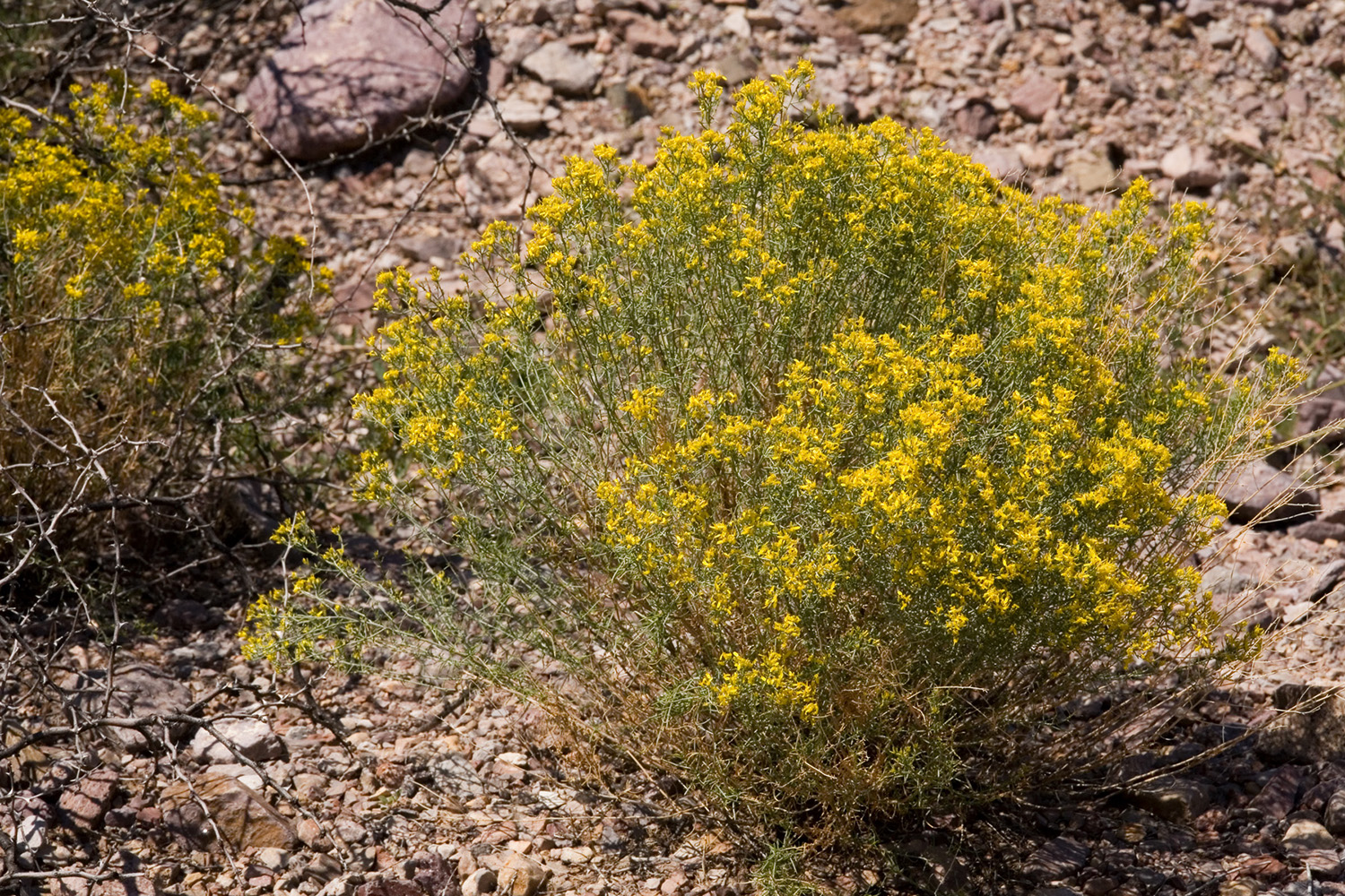 Growth habits, which looks almost like a small shrub due to the many branched stems