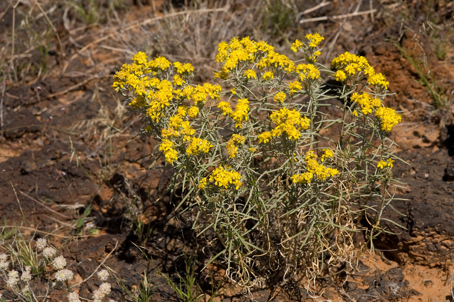 Growth habit and glimpse of rocky brushland habitat