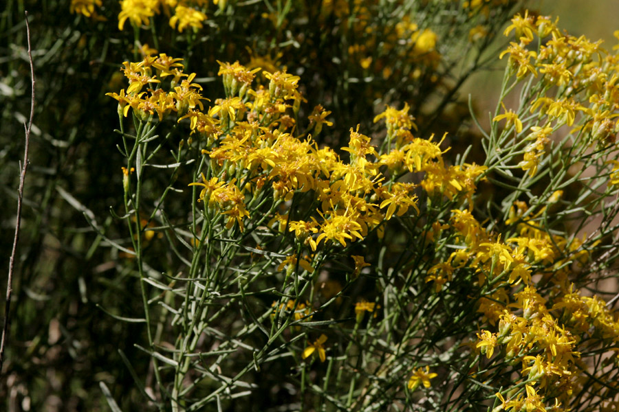 Branching habit with multiple stems topped by flower clusters; leaves are narrow, arranged sparsely on stems