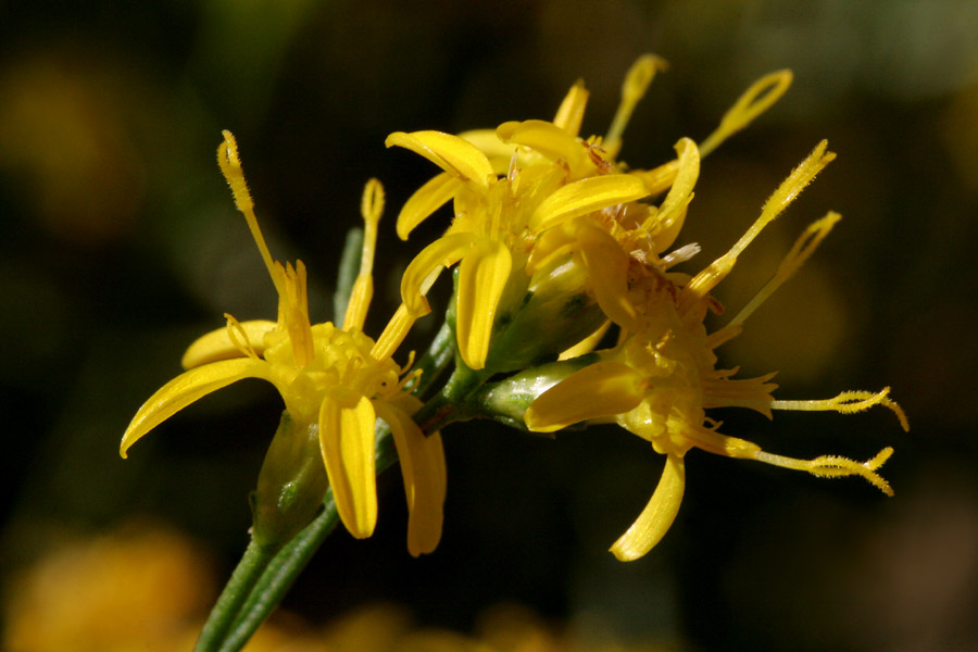 Close-up of flowers showing disk flowers with protruding styles and stigmas
