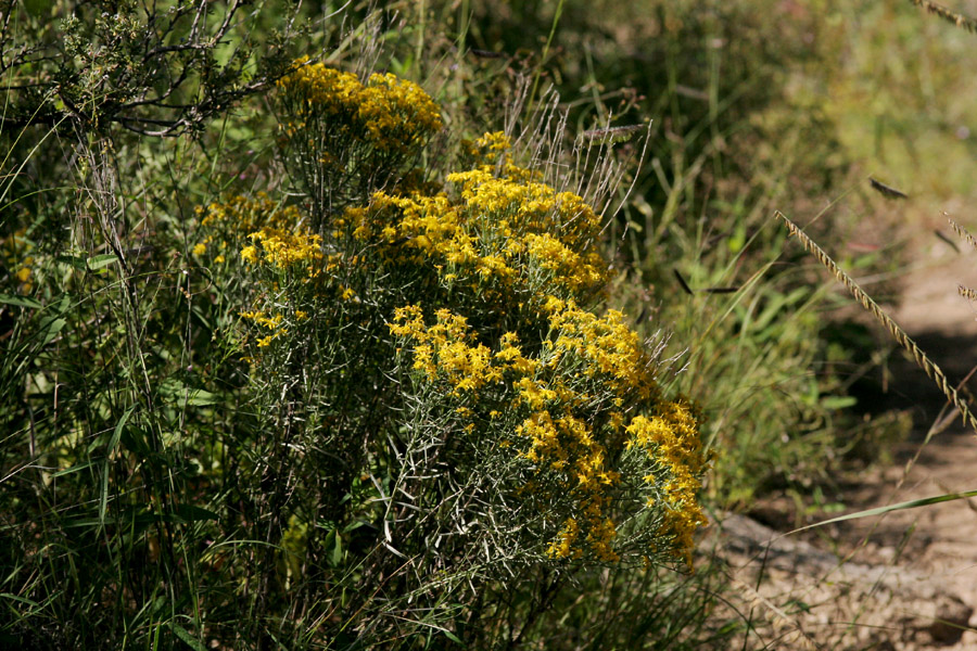 Growth habit with multiple branched stems