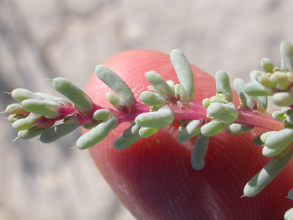 Tiny, linear, succulent leaves, dusty green in color, along a pink stem
