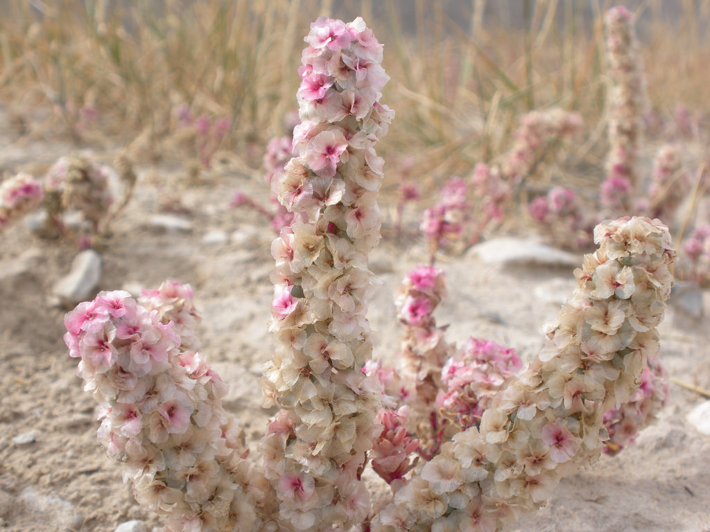 Tall flowering stem of halogeton with its white flowers with pink centers